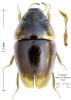 Limnebius atomus